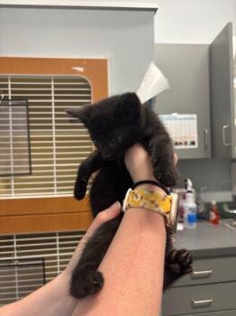 Dosido -  Domestic Short Hair Cat for Adoption in Bloomington, Indiana - Dosido | PetCurious