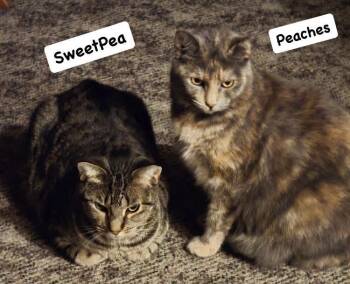 Rescue Domestic Short Hair Cats for Adoption in Washington Township, New Jersey - Peaches And SweetPea | PetCurious