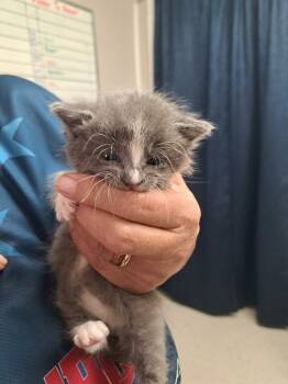 Rescue Domestic Short Hair Cats for Adoption in Fayetteville, Tennessee - Sabrina | PetCurious