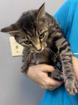 Wren -  Domestic Short Hair Cat for Adoption in Dyersburg, Tennessee - Wren | PetCurious