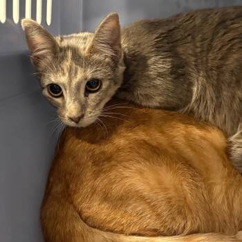 Little Lil -  Domestic Short Hair Cat for Adoption in League City, Texas - Little Lil | PetCurious