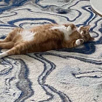 Luna -  Domestic Short Hair Cat for Adoption in Potomac, Maryland - Luna | PetCurious