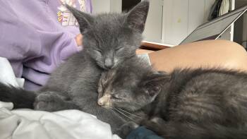 Mila -  Domestic Short Hair Cat for Adoption in Jersey City, New Jersey - Mila | PetCurious