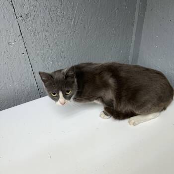 Domestic Short Hair Cats Available for Adoption - Jazz | PetCurious