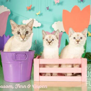 Blossom -  Domestic Short Hair Cat for Adoption in Springfield, Missouri - Blossom | PetCurious