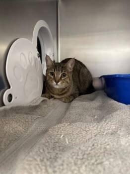 Milly -  Domestic Short Hair Cat for Adoption in Montreal, Quebec - Milly | PetCurious