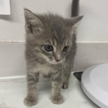 Chocolate Bunny -  Domestic Short Hair Cat for Adoption in St. Louis, Missouri - Chocolate Bunny | PetCurious