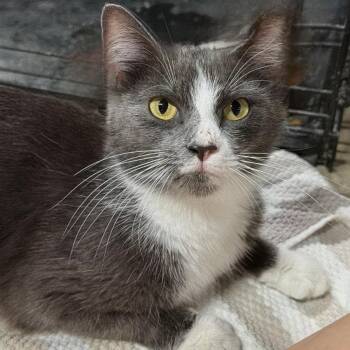 Beatrice -  Domestic Short Hair Cat for Adoption in Richmond, Virginia - Beatrice | PetCurious