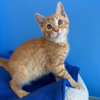 Leo -  Domestic Short Hair Cat for Adoption in Mankato, Minnesota - Leo | PetCurious
