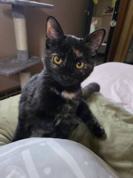 Torta -  Domestic Short Hair Cat for Adoption in Faribault, Minnesota - Torta | PetCurious
