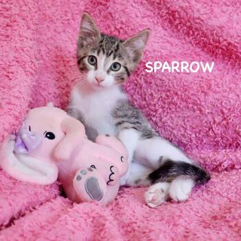 Domestic Short Hair Cats Available for Adoption - Sparrow | PetCurious