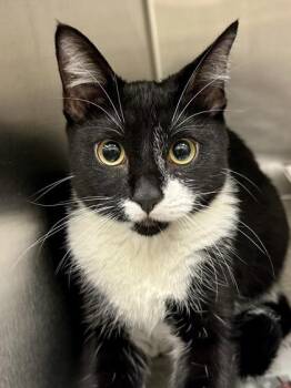 Casey -  Domestic Short Hair Cat for Adoption in Wichita, Kansas - Casey | PetCurious