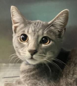 Simon -  Domestic Short Hair Cat for Adoption in Parma, Ohio - Simon | PetCurious
