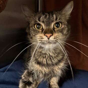 Stephanie -  Domestic Short Hair Cat for Adoption in Pittsburgh, Pennsylvania - Stephanie | PetCurious