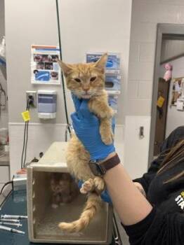 Domestic Short Hair Cats Available for Adoption - Cat 3 | PetCurious