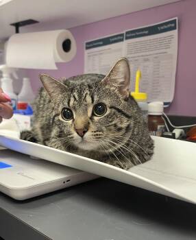 Domestic Short Hair Cats Available for Adoption - Andy | PetCurious