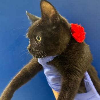 Coraline -  Domestic Short Hair Cat for Adoption in Lakewood, California - Coraline | PetCurious