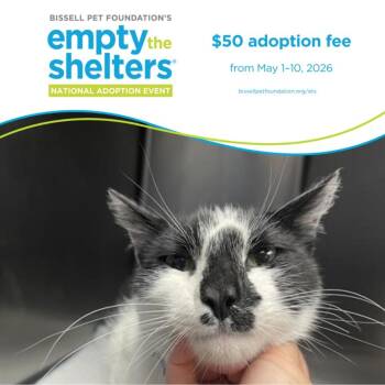 Domestic Short Hair Cats Available for Adoption in Santa Cruz, California - SYLVESTER* | PetCurious