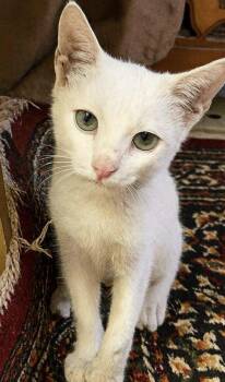 Rescue Turkish Van Cats for Adoption in Brampton, Ontario - Kakar- Please Open Your Heart For This Poor Baby | PetCurious