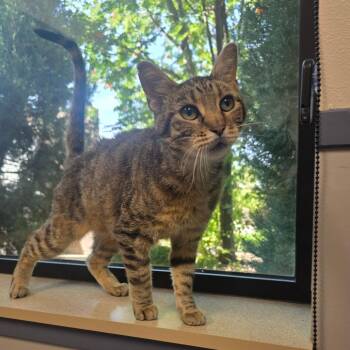 Toby -  Domestic Short Hair Cat for Adoption in Great Falls, Montana - Toby | PetCurious