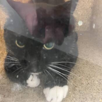 71441 -  Domestic Short Hair Cat for Adoption in Harrisonburg, Virginia - 71441 | PetCurious