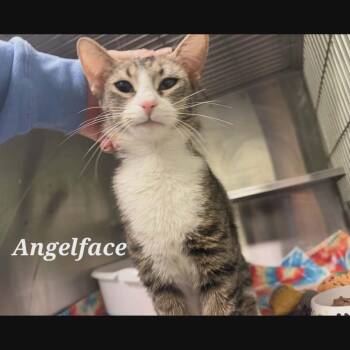 Domestic Short Hair Cats Available for Adoption in Richmond, Indiana - Angelface | PetCurious