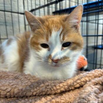 Domestic Short Hair Cats Available for Adoption in Huntington, West Virginia - Ruby | PetCurious