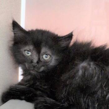 Gorgonzola -  Domestic Medium Hair Cat for Adoption in Reno, Nevada - Gorgonzola | PetCurious