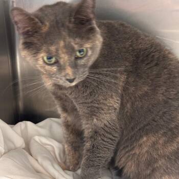 Domestic Short Hair Cats Available for Adoption in Philadelphia, Pennsylvania - Maddy | PetCurious