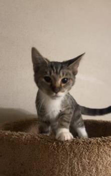 POCKET -  Domestic Short Hair Cat for Adoption in Northfield, Ohio - POCKET | PetCurious