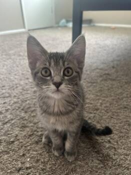 Domestic Short Hair Cats Available for Adoption in Phoenix, Arizona - Marjorie | PetCurious