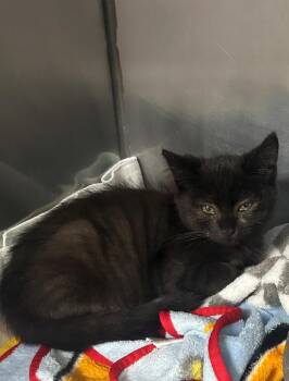 Char -  Domestic Short Hair Cat for Adoption in New Cumberland, West Virginia - Char | PetCurious