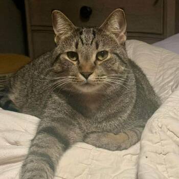 Rescue Domestic Short Hair Cats for Adoption in Stoughton, Wisconsin - Wren | PetCurious