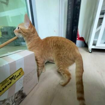 Chucky -  Domestic Short Hair Cat for Adoption - Chucky | PetCurious