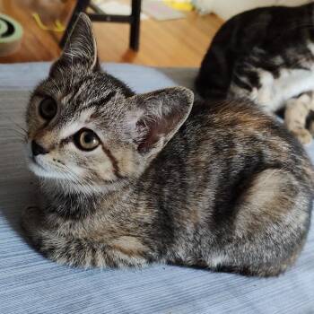 Domestic Short Hair Cats Available for Adoption in Durham, North Carolina - Rustle | PetCurious