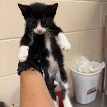 July -  Domestic Short Hair Cat for Adoption in Reno, Nevada - July | PetCurious