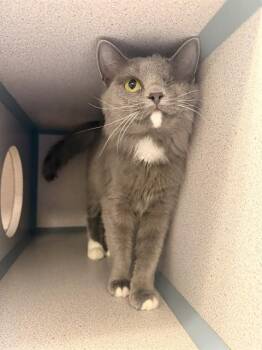 CYCLONE -  Domestic Medium Hair Cat for Adoption in Aliquippa, Pennsylvania - CYCLONE | PetCurious