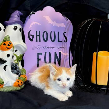 Rescue Domestic Short Hair Cats for Adoption in Dallas, Texas - Amatriciana | PetCurious