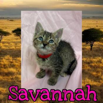 Savannah -  Domestic Short Hair Cat for Adoption in Royse City, Texas - Savannah | PetCurious