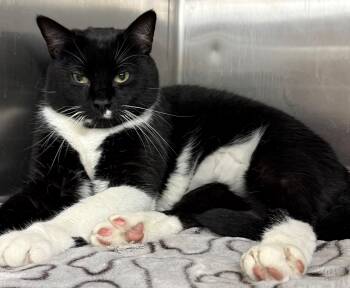 Ripley -  Domestic Short Hair Cat for Adoption in Edison, New Jersey - Ripley | PetCurious