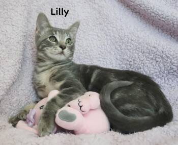 Lusicious Lily -  Extra Toes Cat Hemingway Polydactyl Cat for Adoption in St. Augustine, Florida - Lusicious Lily | PetCurious