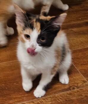 Rescue Domestic Short Hair Cats for Adoption in Fishers, Indiana - Koi | PetCurious