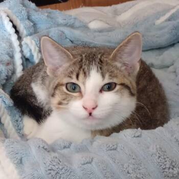 Domestic Short Hair Cats Available for Adoption in Grand Rapids, Minnesota - Marcia | PetCurious