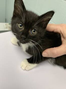 Rescue Domestic Short Hair Cats for Adoption in Kingston, New York - Fireworks | PetCurious