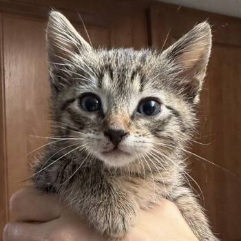 Domestic Short Hair Cats Available for Adoption in Bulverde, Texas - Sizzle Boots | PetCurious