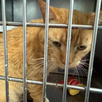 Domestic Short Hair Cats Available for Adoption in Abingdon, Maryland - FRA Ginger Tea | PetCurious