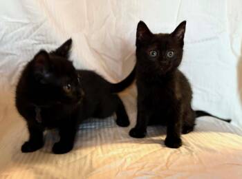 Soot and Jasper -  Domestic Short Hair Cat for Adoption in Ephrata, Washington - Soot And Jasper | PetCurious