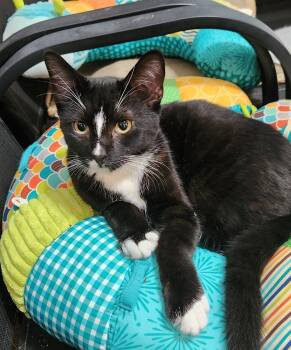 Bubba -  Domestic Short Hair Cat for Adoption in Clinton, Oklahoma - Bubba | PetCurious