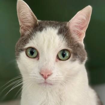 Domestic Short Hair Cats Available for Adoption - Marshmallow Man (I Have A Secret Crush!) | PetCurious