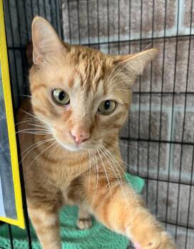 George -  Domestic Short Hair Cat for Adoption in Shorewood, Illinois - George | PetCurious